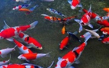 Ao cá Koi nửa tỉ đồng chết sạch nghi bị đầu độc