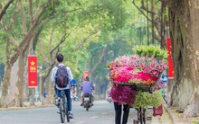 Hoa sen đầu mùa rục rịch lên phố