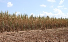 Thương lái vắng bóng 150 ha mía có nguy cơ chết khô