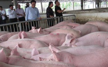 Một số công ty chăn nuôi phá cam kết giá heo hơi 70.000 đồng/kg