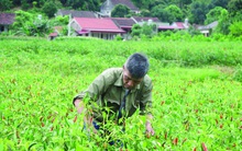 Nông dân khốn khổ vì ớt rớt giá