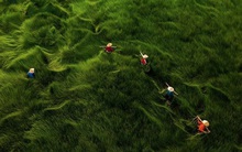 Bộ ảnh đồng cỏ Việt Nam “lượn sóng” đang gây bão mạng quốc tế, nhưng cả ngàn người nước ngoài lại bị nhầm lẫn ở một điểm này