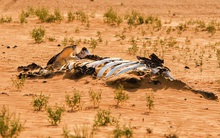 Cảnh báo đỏ: Đại tuyệt chủng lần 6 đang diễn ra nhanh hơn nhiều so với mọi dự báo, lỗi hoàn toàn do con người