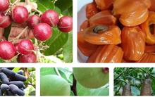 Những giống cây ăn quả siêu năng suất khiến nông dân “phát sốt“