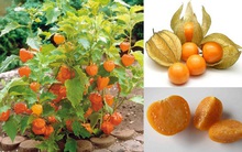 Đây là loại quả mà người Việt chỉ coi là cỏ dại, sang Nhật được tôn như "thảo dược quý" chữa đủ thứ bệnh, bán giá 700k/kg vẫn cháy hàng