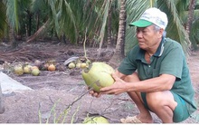 Bến Tre: Giá dừa cao nhưng khan hàng