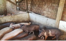 Giá lợn giống khoảng 4 kg có giá gần 2 triệu đồng, nông dân khó tái đàn