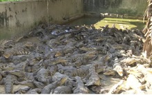 Bạc Liêu: Cá sấu rớt giá, người nuôi lỗ nặng