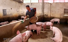 Giá thức ăn làm tăng giá thịt