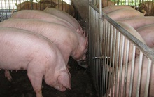 Giá heo hơi ba miền cùng giảm mạnh