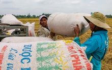 Việt Nam trúng thầu bán 60.000 tấn gạo cho Philippines