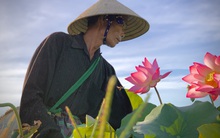 'Biến' đồng hoang thành đầm sen, nông dân thu hàng chục triệu mỗi vụ