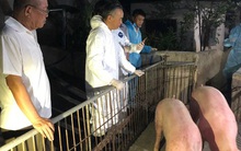 Heo Thái Lan vừa tới cửa khẩu đã gặp "sự cố"