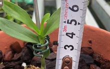 5 triệu đồng mua được 1 centimet, loại cây này có gì đặc biệt mà gây "sốt" làng cây cảnh