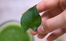 Vị phó giáo sư "tiết lộ" 4 bài thuốc dân gian hạ sốt từ cây cỏ nhiều năm nay ông dùng cho gia đình