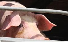 Chợ lợn lớn nhất miền Bắc đìu hiu, ế ẩm