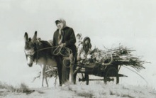 40 năm cặm cụi trồng rừng nơi cát sỏi, người phụ nữ biến hoang mạc thành thiên đường 10 vạn cây xanh