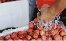 Vải thiều Lục Ngạn bắt đầu vào chính vụ