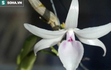 Những cây lan tiền tỷ của đại gia Việt, ly kỳ nhất là cây 300.000 đồng bán được 600 triệu