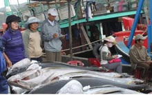EU sẽ miễn thuế cho 11.500 tấn cá ngừ đóng hộp sang EU
