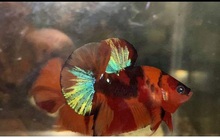 Kiếm tiền triệu mỗi tháng từ thú chơi cá ngoại giá rẻ