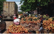 Vải thiều Lục Ngạn được mùa, được giá