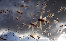 Châu chấu che kín bầu trời, bay ra như bão, khiến 23 nước có thể rơi vào nạn đói