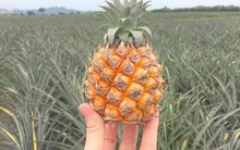 Thực hư dứa Thái mini nhỏ bằng nắm tay siêu ngọt đang giảm giá "sập sàn" 10.000 đồng/kg