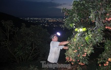 Vải thiều vào chính vụ, nông dân thu hoạch thâu đêm