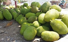 Nhà vườn ĐBSCL đổ xô trồng mít Thái, lo cung vượt quá cầu