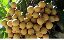 Sơn La có 34 mã số vùng trồng nhãn xuất khẩu sang các nước Mỹ, Úc