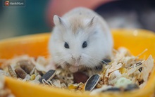 Năm Canh Tý, người trẻ tìm mua chuột hamster để giảm stress và cầu chúc may mắn