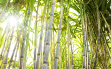 Một doanh nghiệp mía đường sớm cán đích lợi nhuận sau quý đầu niên độ 2022-23 lãi lớn, sắp chi trăm tỷ trả cổ tức 100% bằng tiền