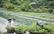 Hai vợ chồng 8X nghỉ việc về quê trồng rau làm ruộng: Thay vì mù quáng theo đuổi vật chất thành thị, chỉ cần có khoảng sân nhỏ và sống chậm rãi đã là "hưởng thụ cuộc sống"