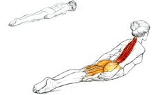 Tư thế Rắn Hổ Mang và những tiết lộ bất ngờ từ một nghiên cứu kéo dài 3 tháng