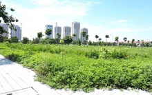 Nghe bạn nhậu, giấu vợ rút tiền, bán vàng dành cưới con để 'sập bẫy'... đất vịt giời