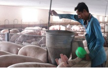 Giá thịt lợn tiếp tục giảm