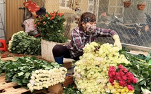 Hết thời phải đổ bỏ vì COVID-19, giá hoa hồng Đà Lạt tăng vọt