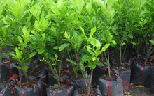 Giống cây trồng Miền Nam (SSC) báo lãi 9 tháng đạt 34 tỷ đồng, hoàn thành 87% kế hoạch năm