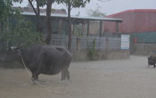 Dân Quảng Bình lùa trâu lên quốc lộ tránh lũ, cứu hộ chạy đua giải cứu bà cụ gãy chân tay kẹt trong nước
