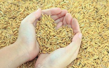 Thế kẹt tại Vinafood 2