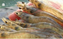 Nuôi tôm thẻ chân trắng mang lại hiệu quả kinh tế cao