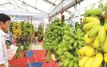 Nông sản phải biết tận dụng "cơ hội vàng" vào EU