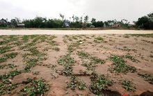 Mưa lũ nhấn chìm vựa rau lớn nhất ở Huế, gây thiệt hại lớn