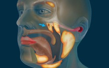 Cơ quan mới trong cổ họng người: Bị ‘bỏ sót’ suốt nhiều thế kỷ vì ‘nấp kỹ’ trong hộp sọ