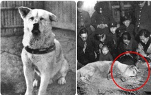 Những bức ảnh hiếm hoi về Hachikō - biểu tượng trung thành của người Nhật khiến người xem cảm tưởng câu chuyện đau lòng ấy đang diễn ra trước mắt