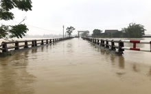 Nghệ An: Người dân ven sông phải lên đê dựng lều cho trâu bò trú ẩn