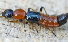 Kiến ba khoang có độc tính mạnh gấp 12-15 lần nọc rắn hổ mang: Nếu bị đốt, bác sĩ cảnh báo tuyệt đối KHÔNG xử trí bằng cách này mà ôm họa