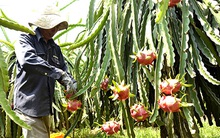 PAN Group chào mua công khai 4,8 triệu cổ phần Khử Trùng Việt Nam với giá 50.000 đồng/cp