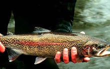 Phát hiện số lượng cá nuôi trong ao ngày càng giảm dần, người đàn ông theo dõi và phát hiện cảnh tượng không thể ngờ tới